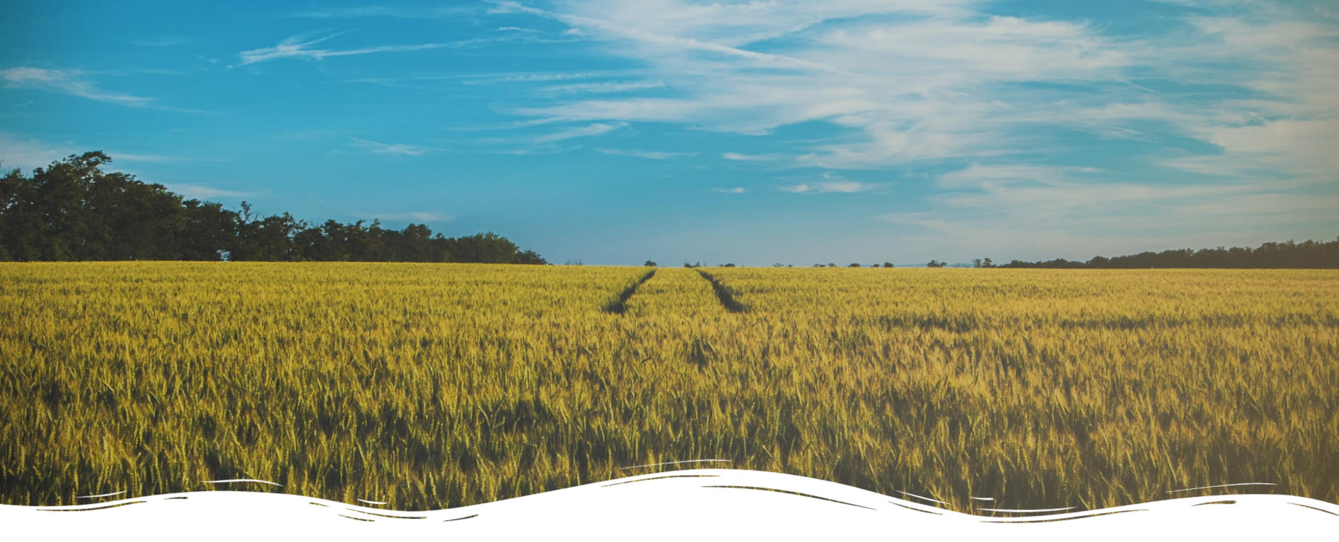 A wide, sunny green field under a clear blue sky, used as a natural background for The Soap Haven.